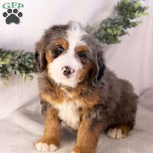 Marcus, Bernedoodle Puppy